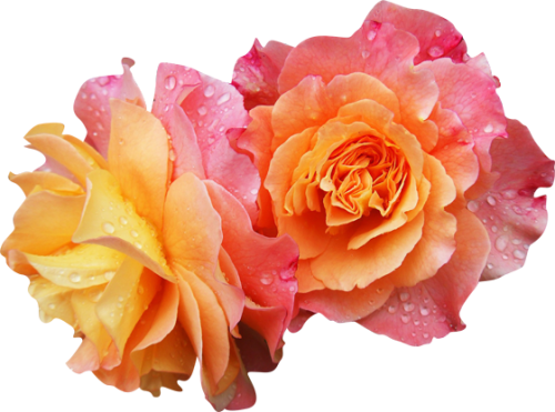flower flower